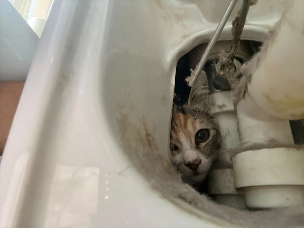 Muso di un gattino visibile nella cavità interna di un bidet, accanto ai raccordi idraulici
